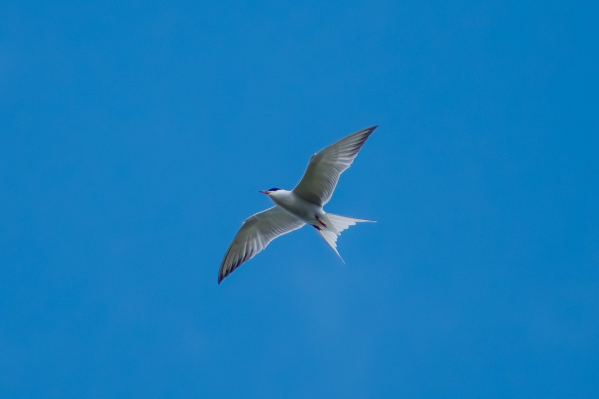 Common Tern - ML618986006