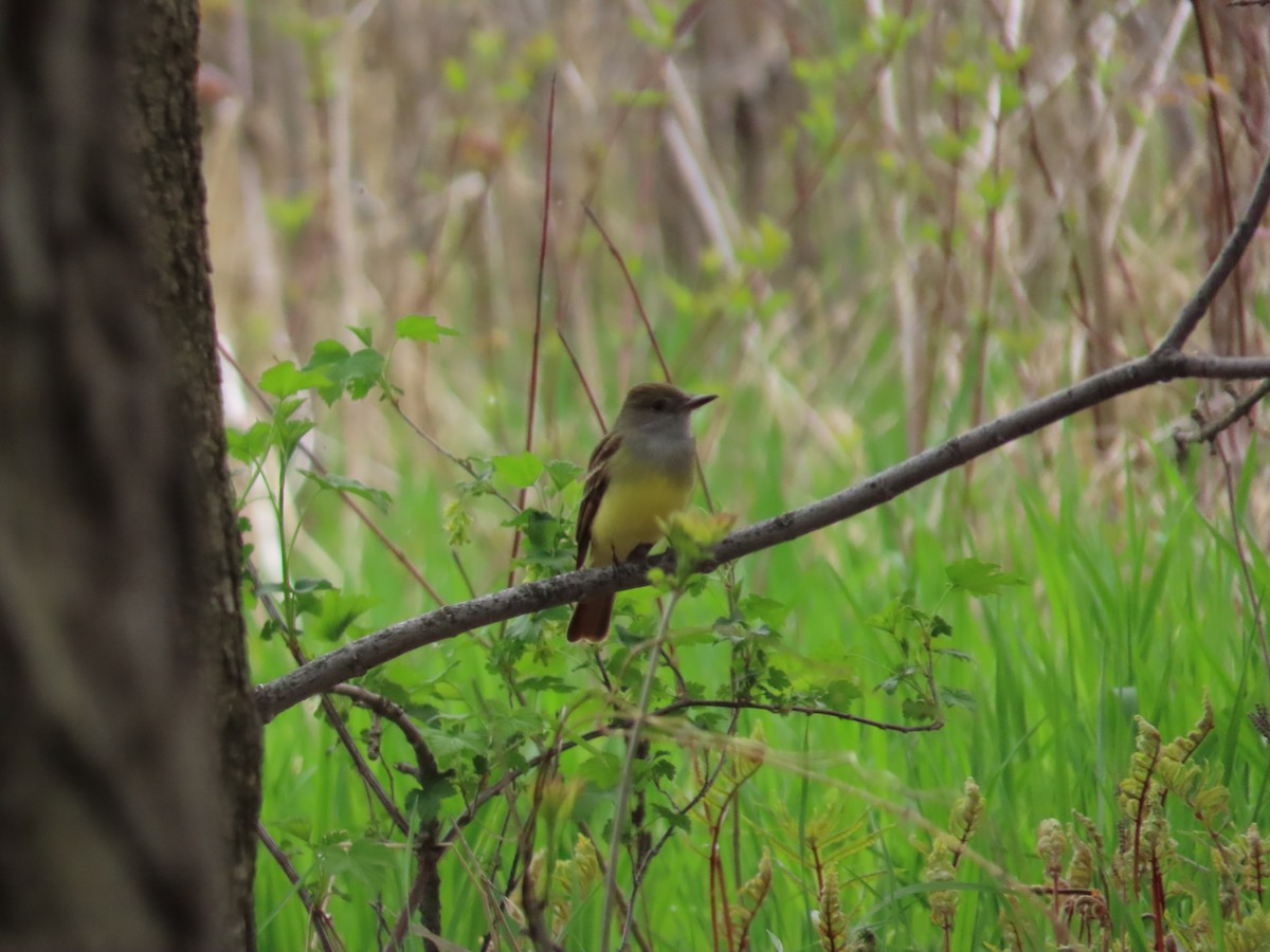 Great Crested Flycatcher - ML618986020