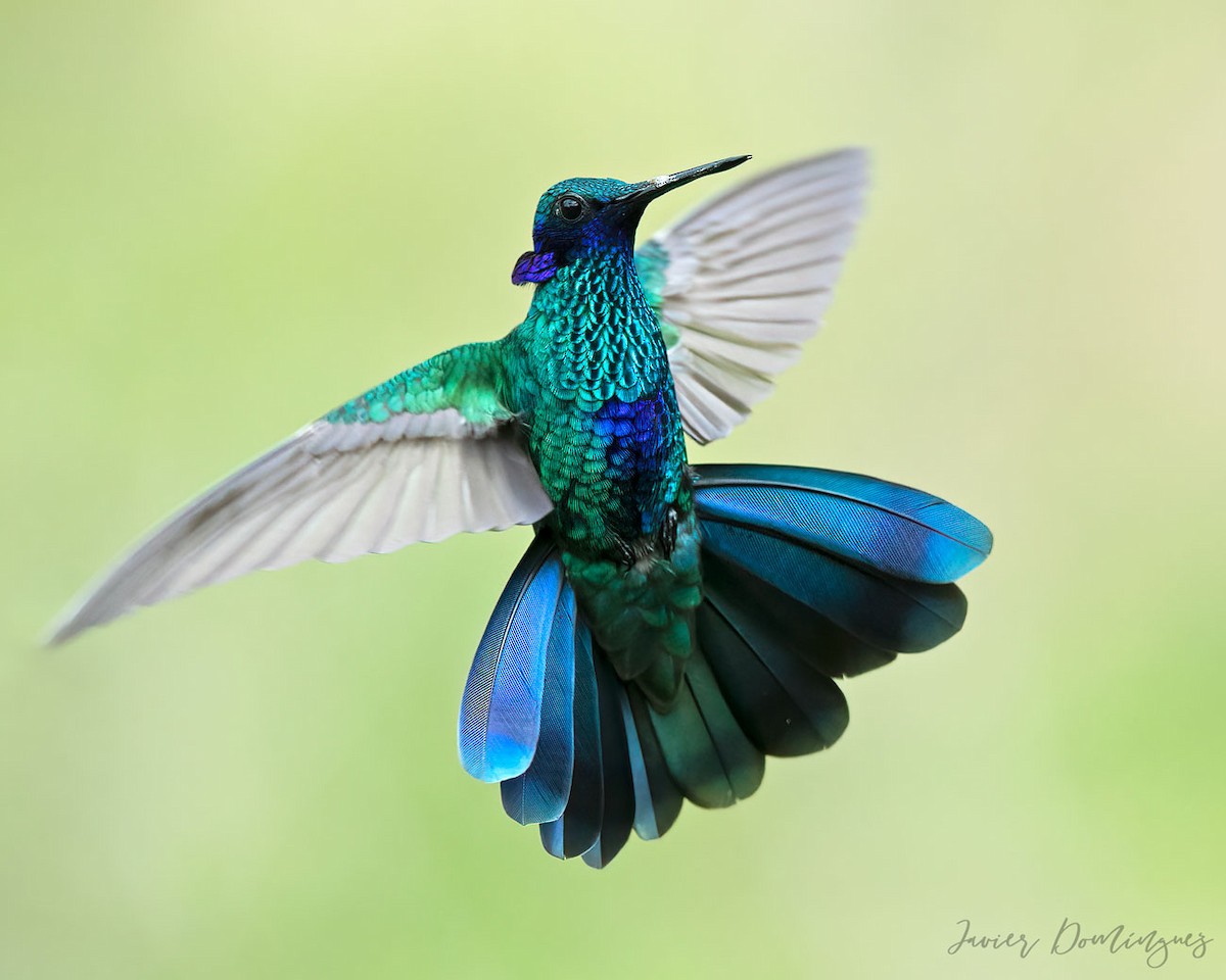 kolibřík modrolící - ML618986024