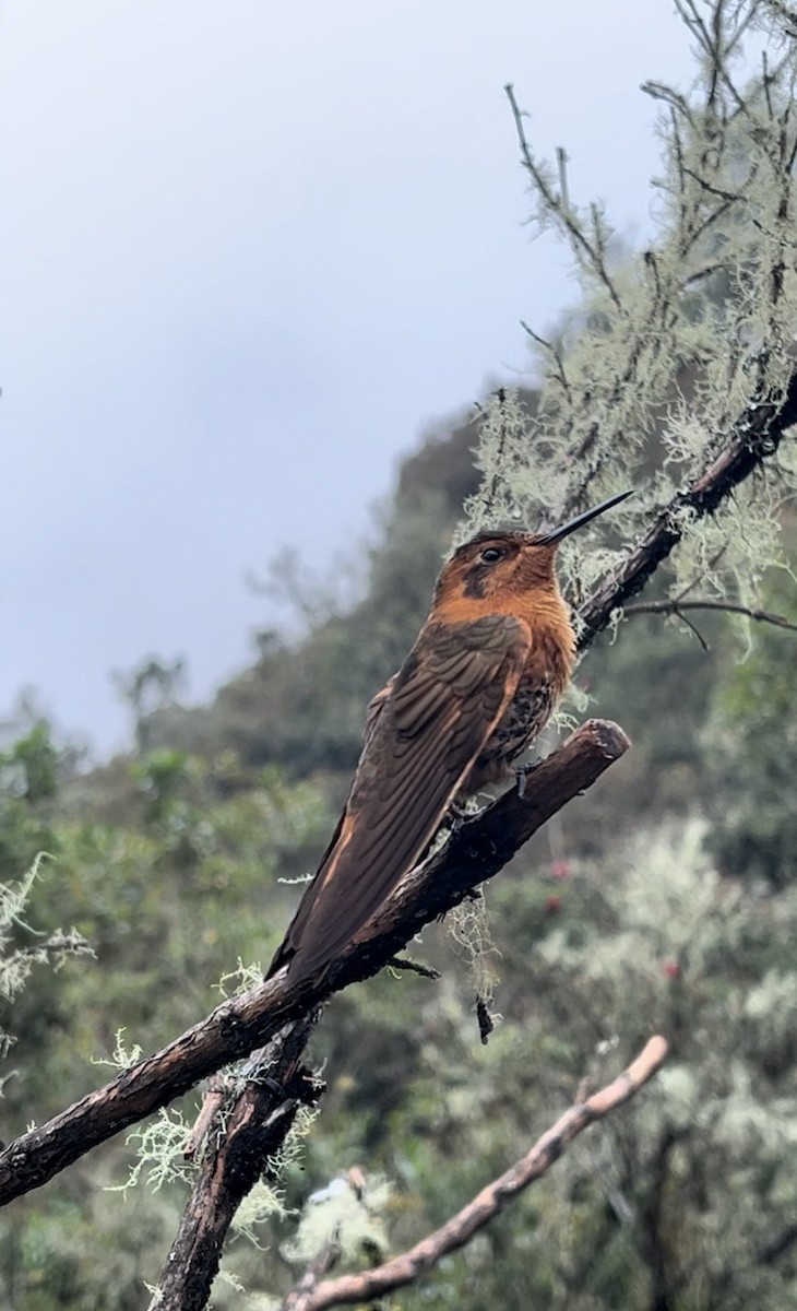 kolibřík duhovohřbetý - ML618986027