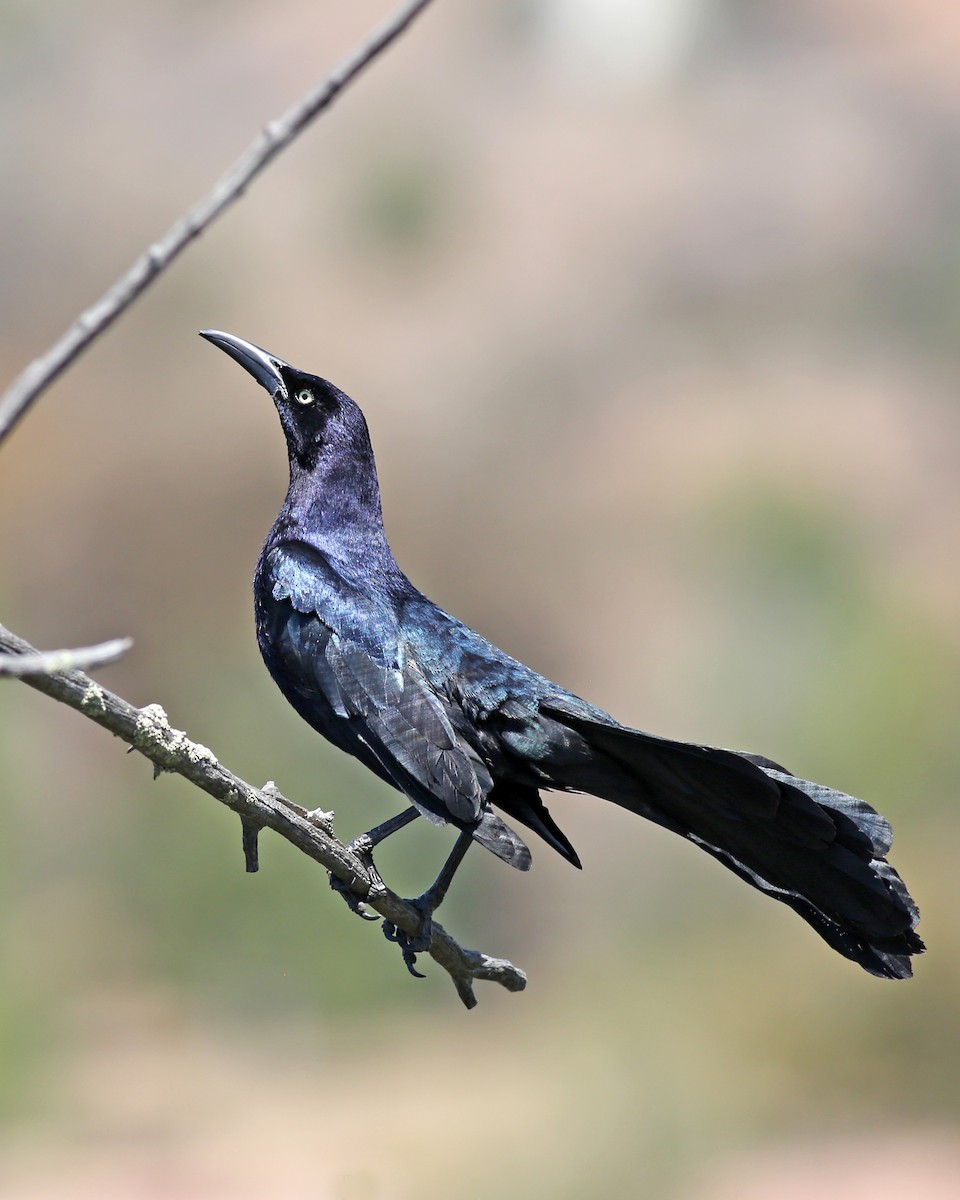 Great-tailed Grackle - ML618986031