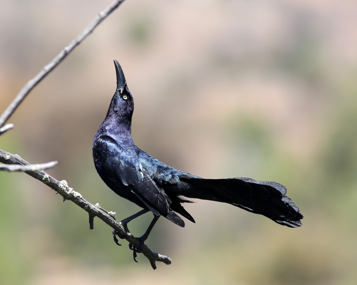 Great-tailed Grackle - ML618986042