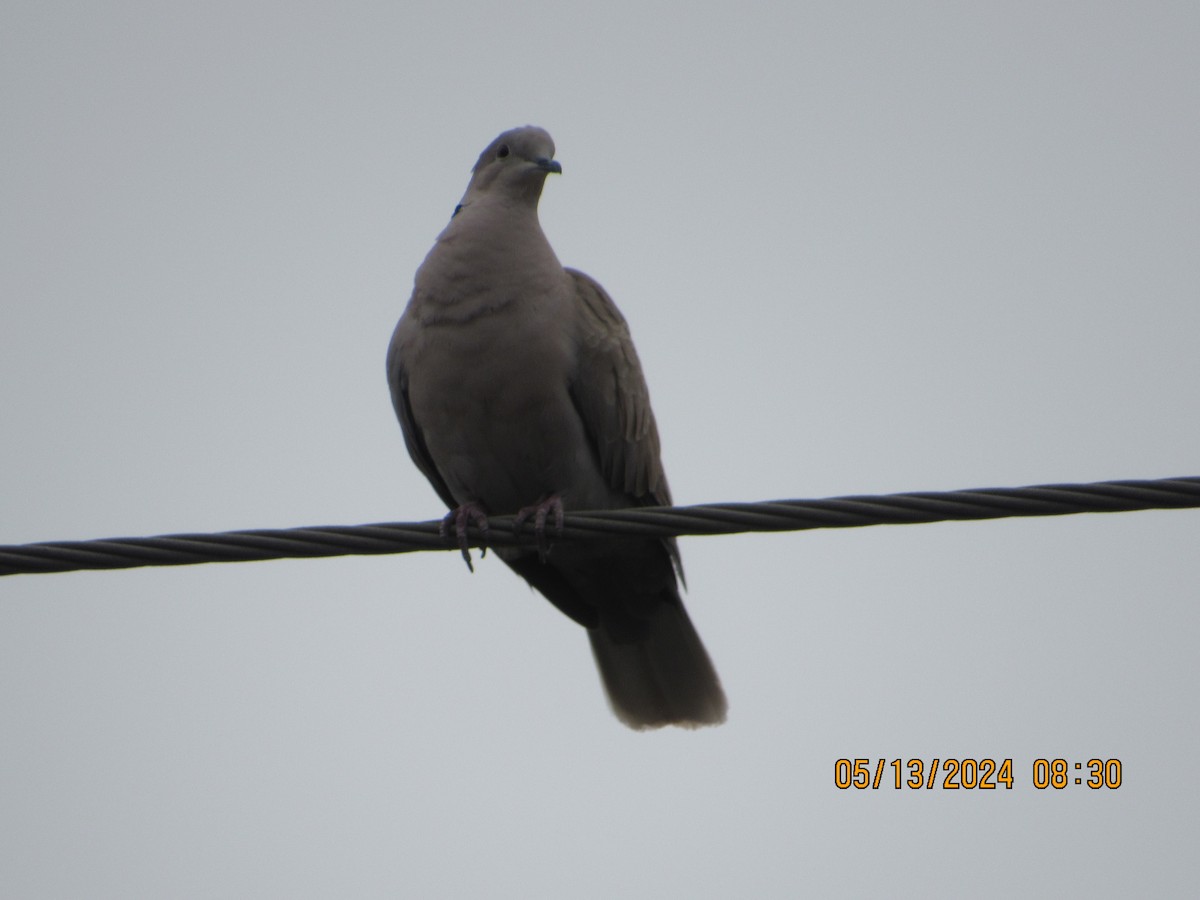 Eurasian Collared-Dove - ML618986086