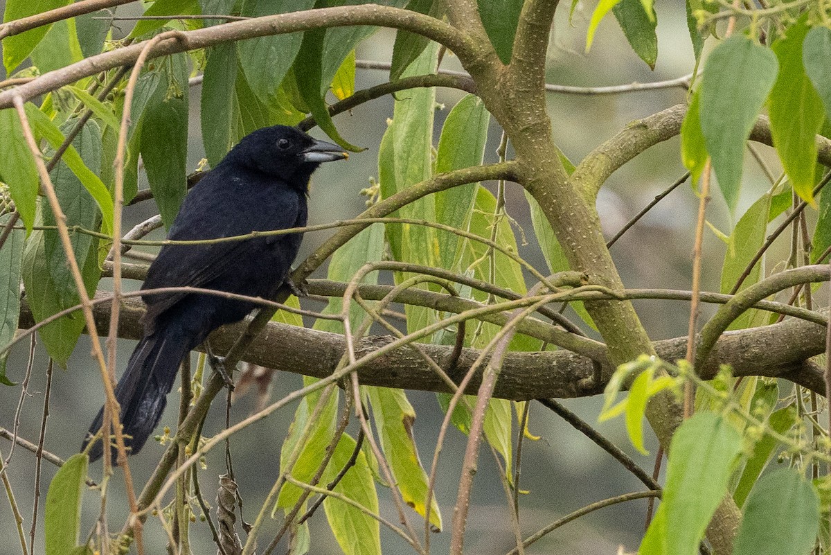 White-lined Tanager - ML618986089