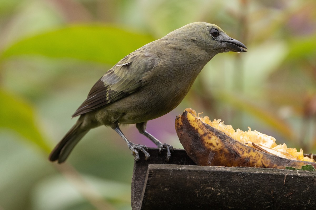 Palm Tanager - ML618986122
