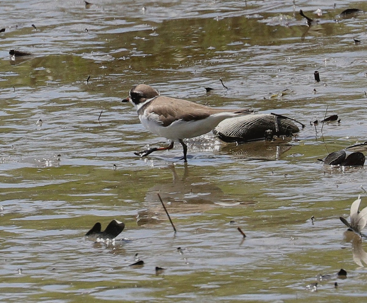 Semipalmated Plover - ML618986125