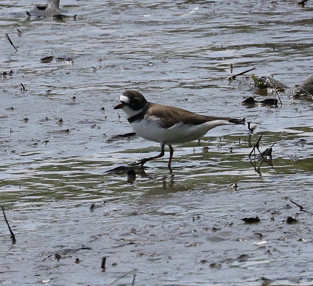 Semipalmated Plover - ML618986142