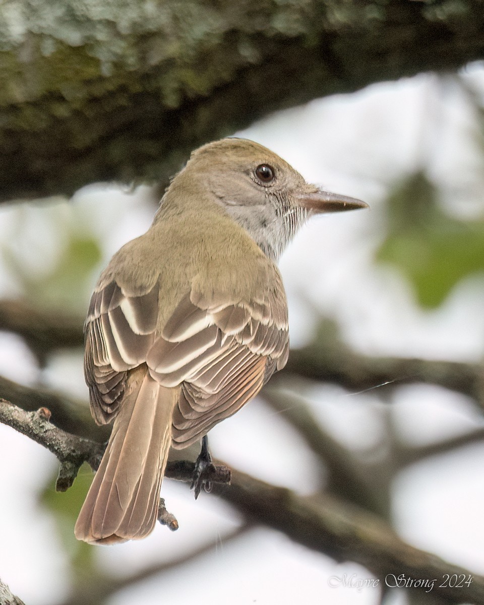 Great Crested Flycatcher - ML618986147