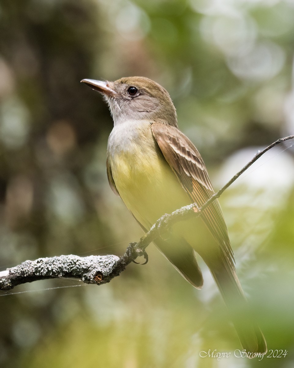 Great Crested Flycatcher - ML618986149
