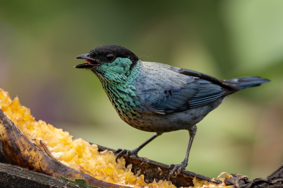Black-capped Tanager - ML618986150
