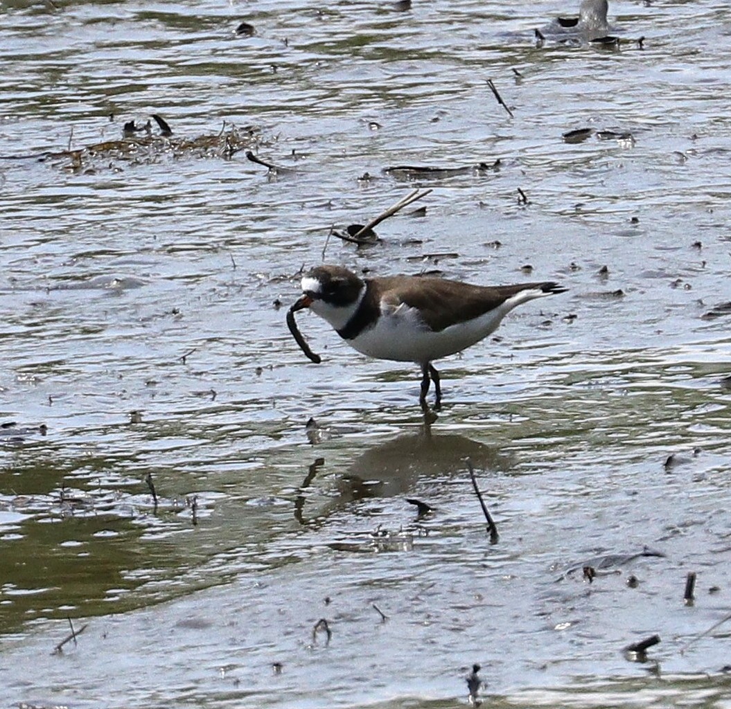 Semipalmated Plover - ML618986164