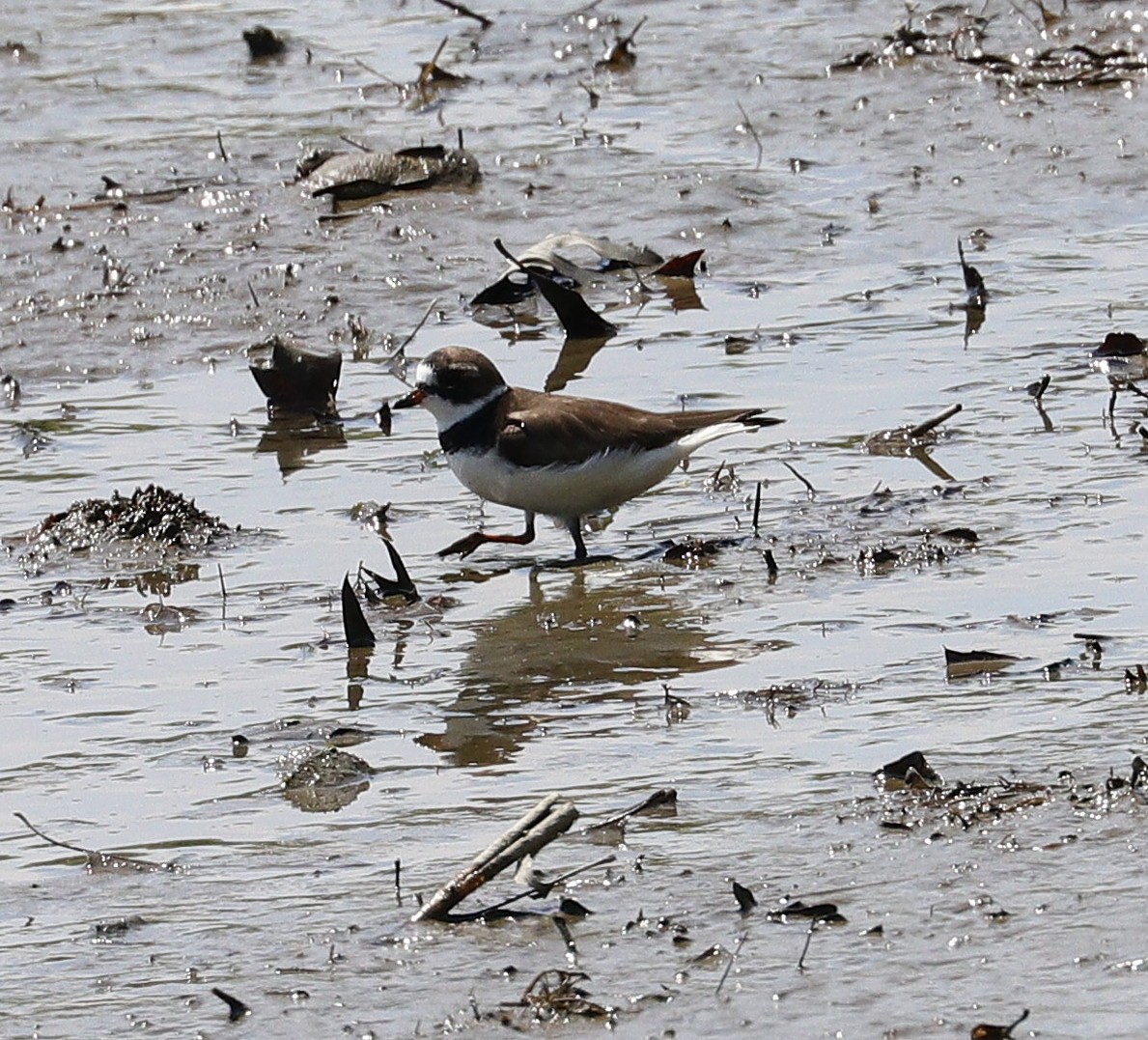 Semipalmated Plover - ML618986176