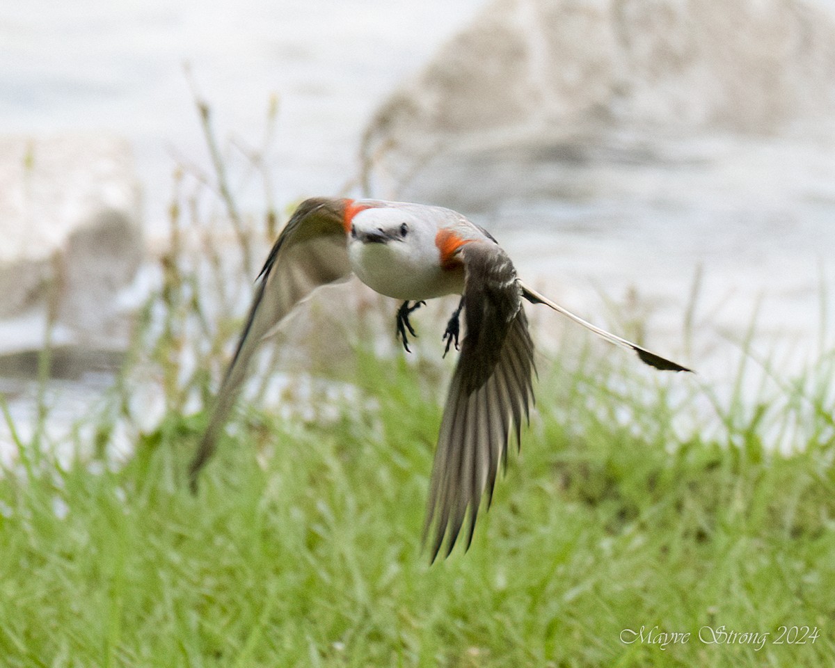 Scissor-tailed Flycatcher - Mayve Strong