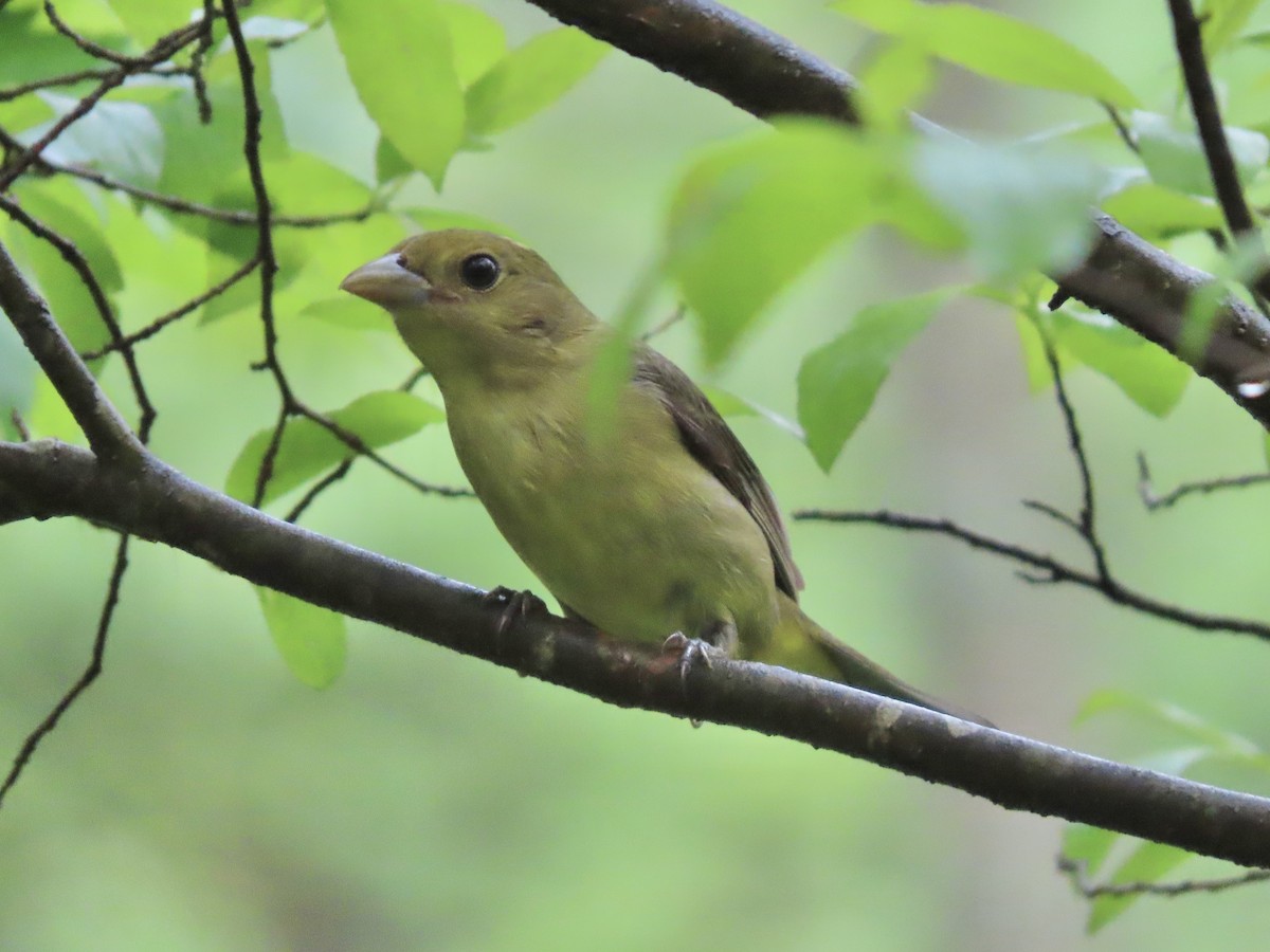 Scarlet Tanager - ML618986190