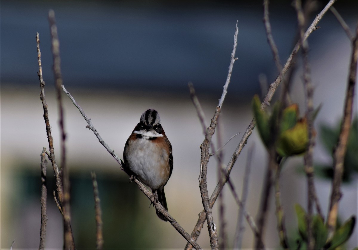 Rufous-collared Sparrow - ML618986195