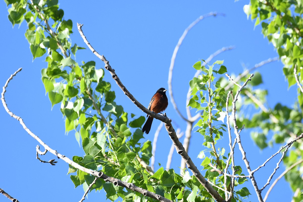 Orchard Oriole - ML618986212