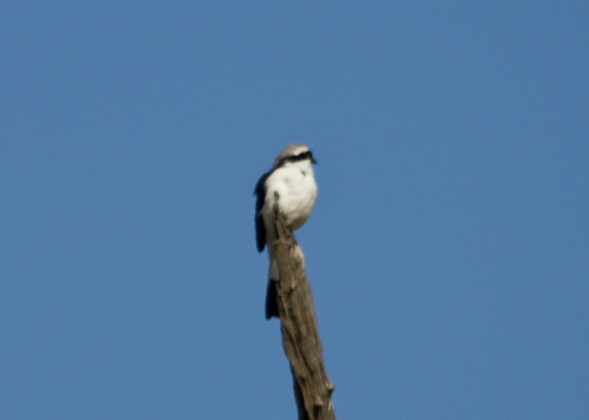 Gray-backed Fiscal - ML618986234