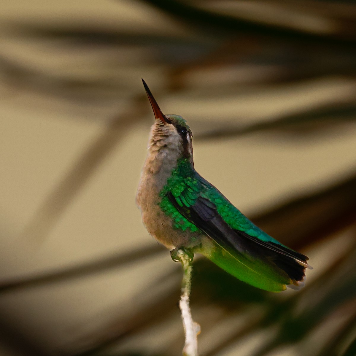 kolibřík lesklobřichý - ML618986258