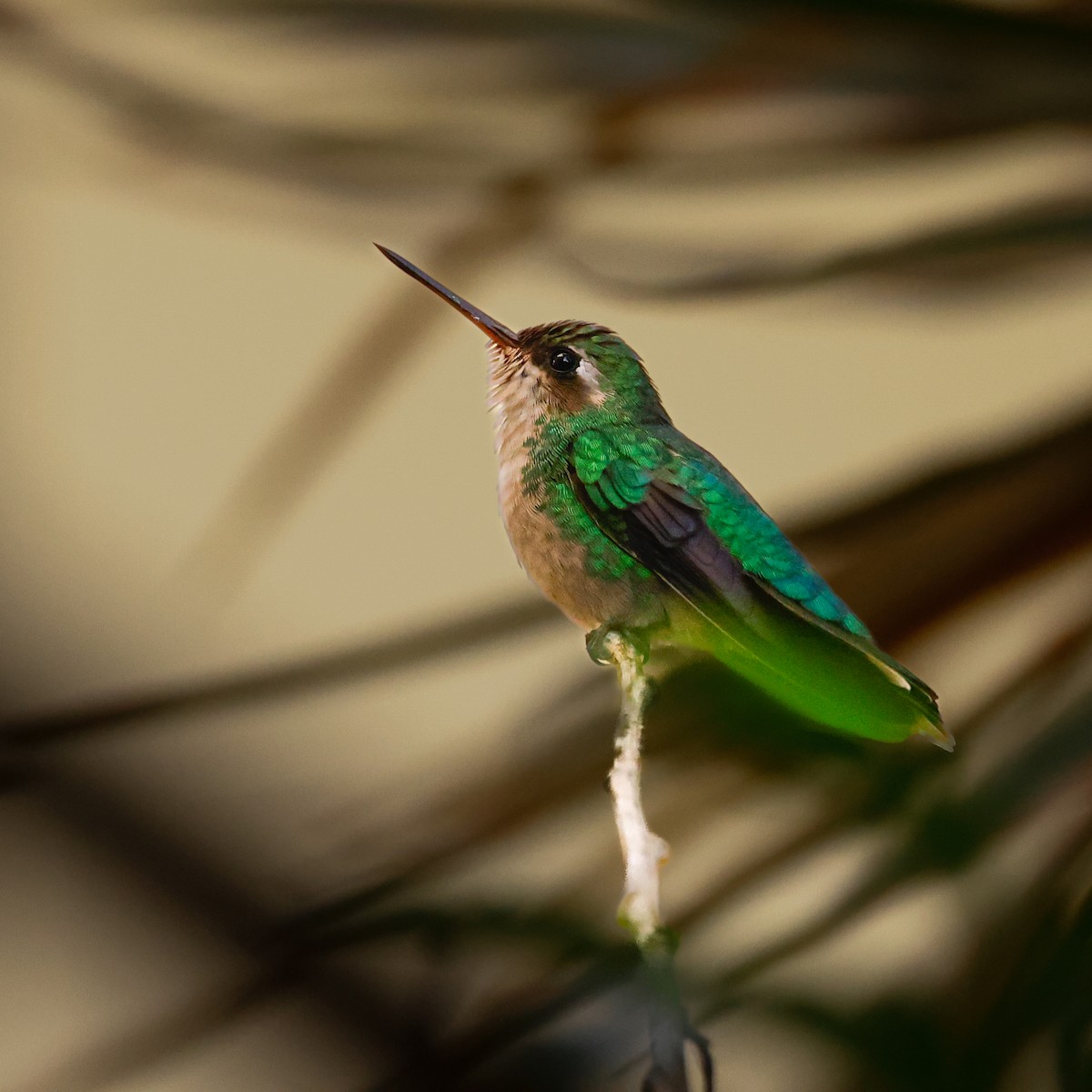 kolibřík lesklobřichý - ML618986259
