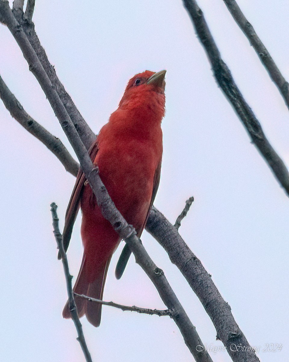 Summer Tanager - Mayve Strong