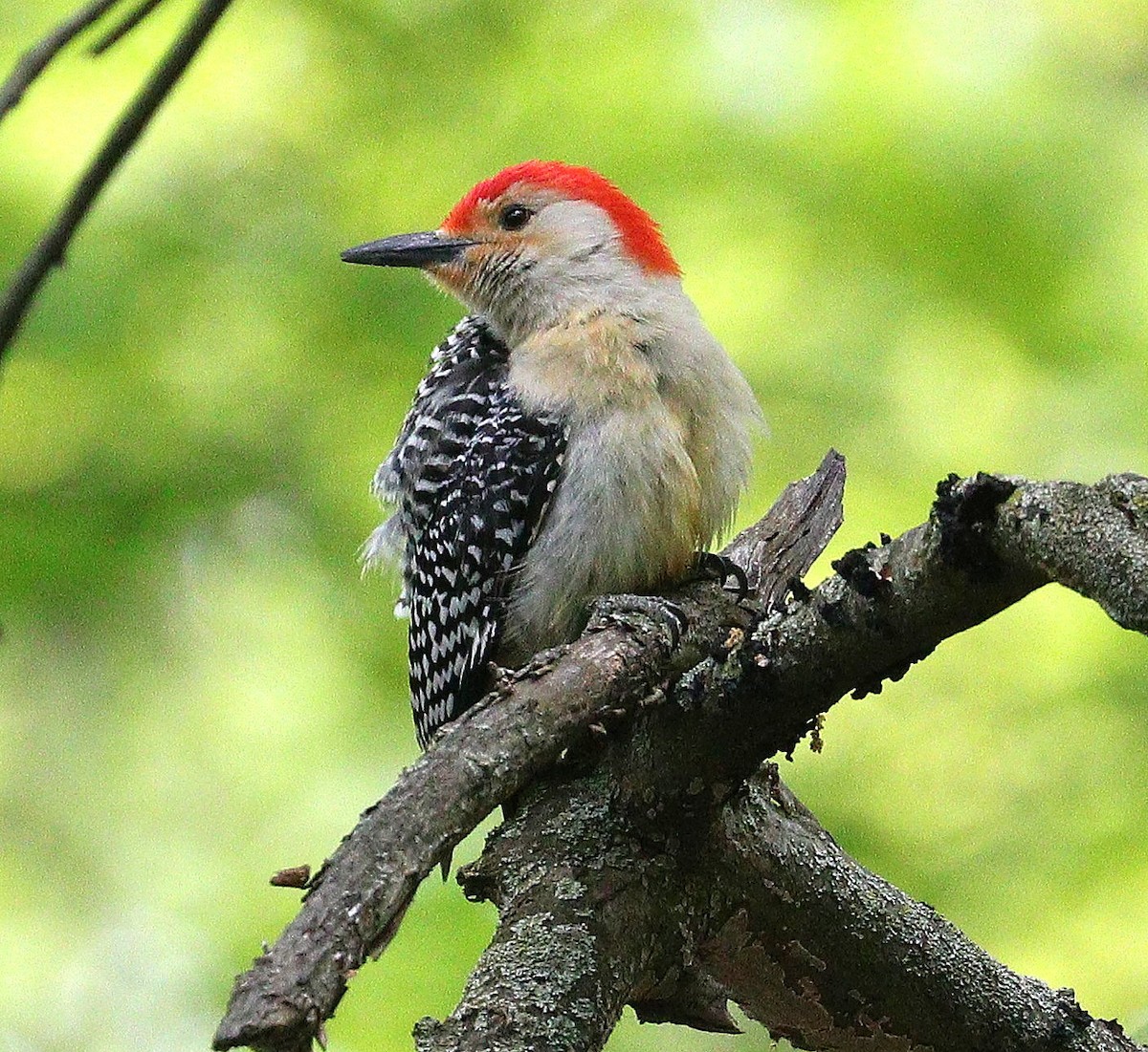 Red-bellied Woodpecker - David Ramirez