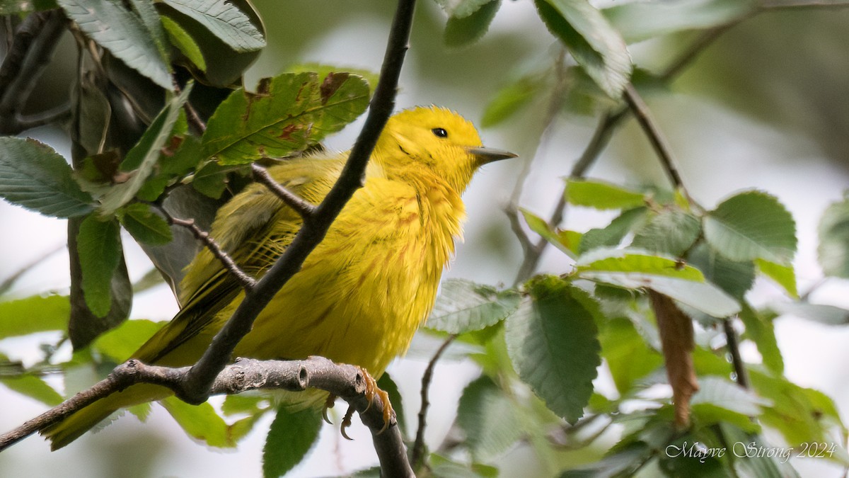 Yellow Warbler - Mayve Strong