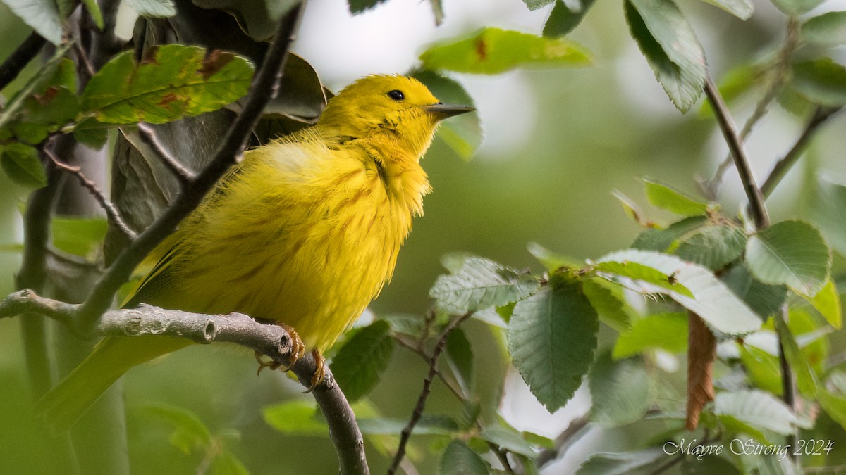 Yellow Warbler - Mayve Strong