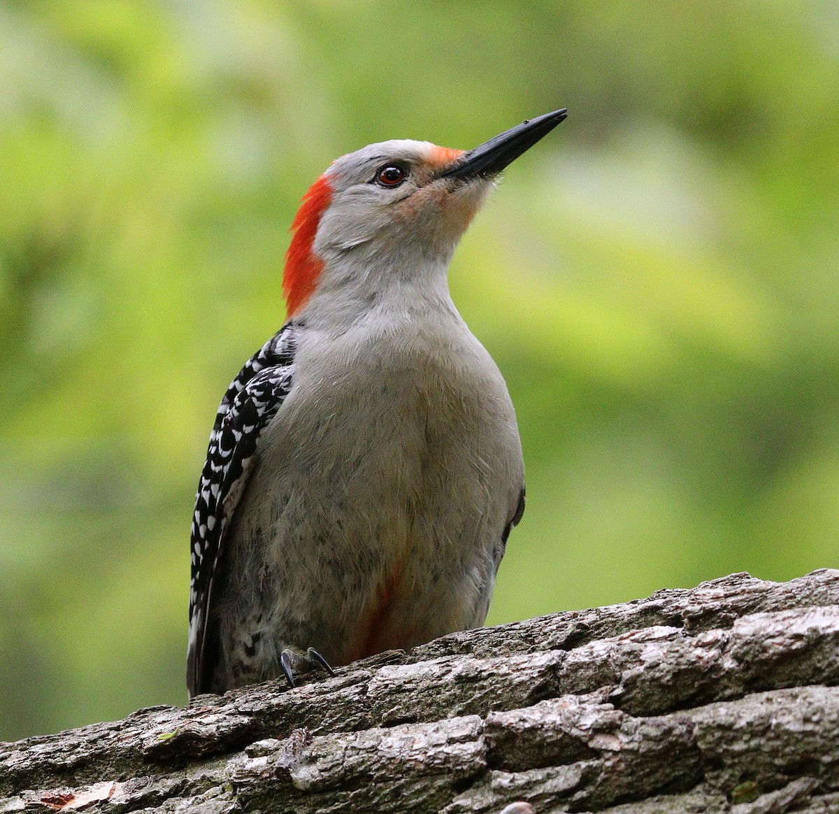 Red-bellied Woodpecker - ML618986307