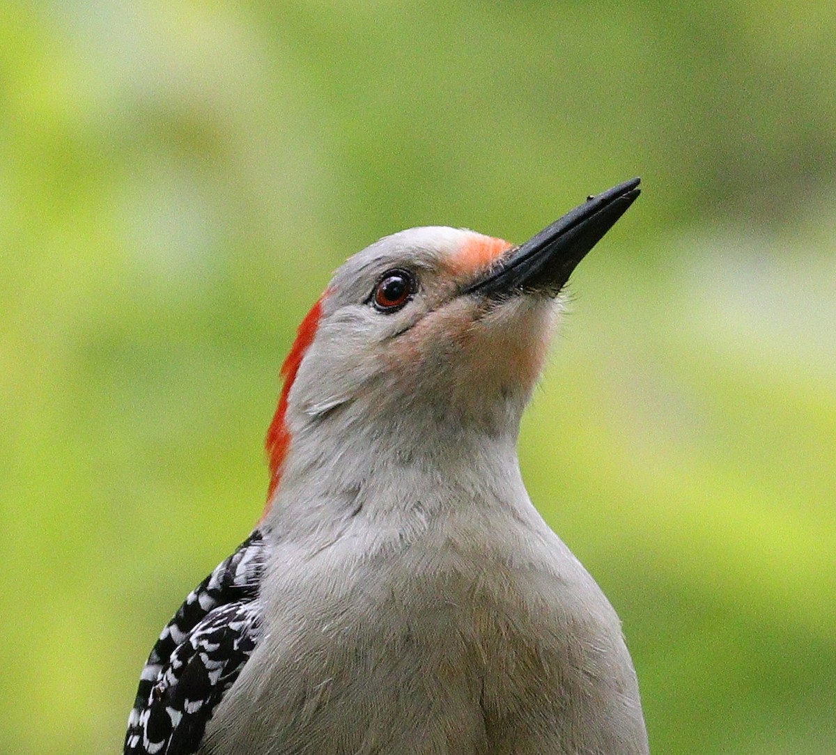 Red-bellied Woodpecker - ML618986322