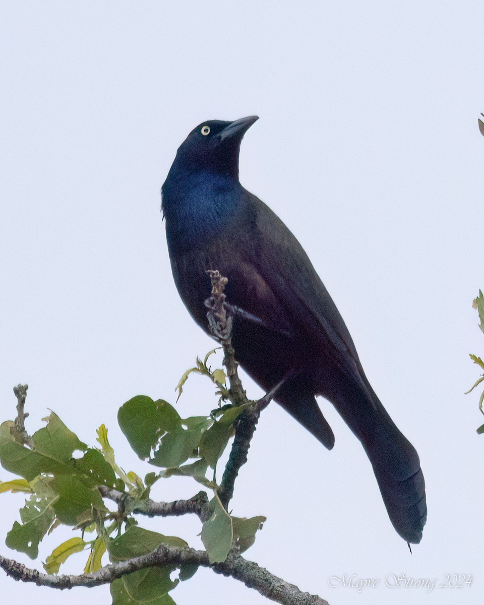 Common Grackle - Mayve Strong
