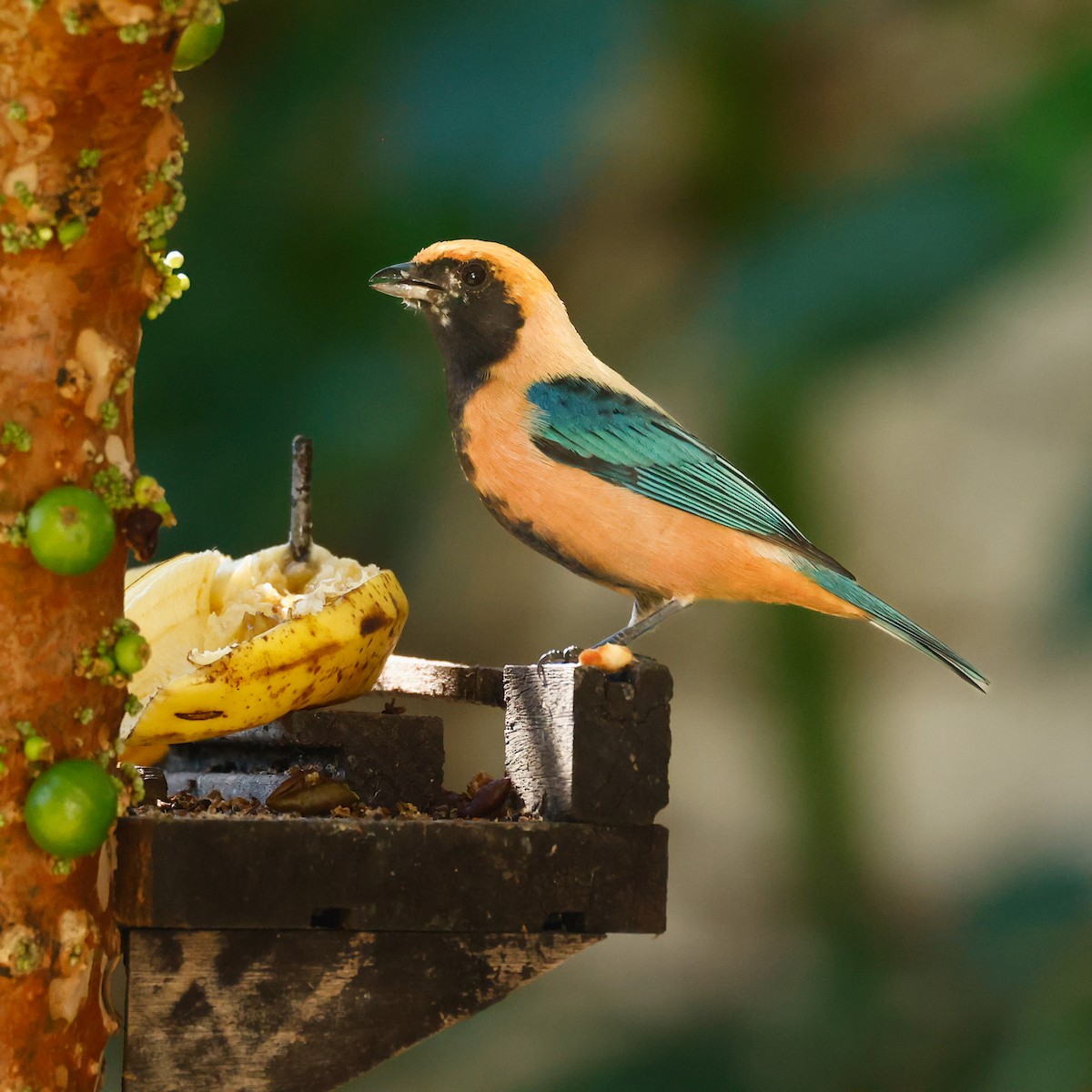 Burnished-buff Tanager - ML618986353