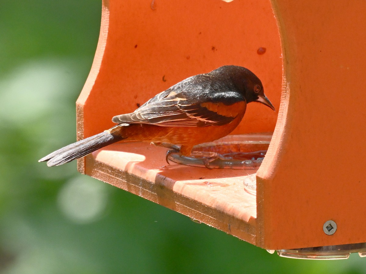 Orchard Oriole - ML618986366