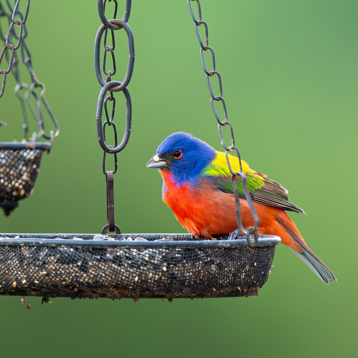 Painted Bunting - ML618986368