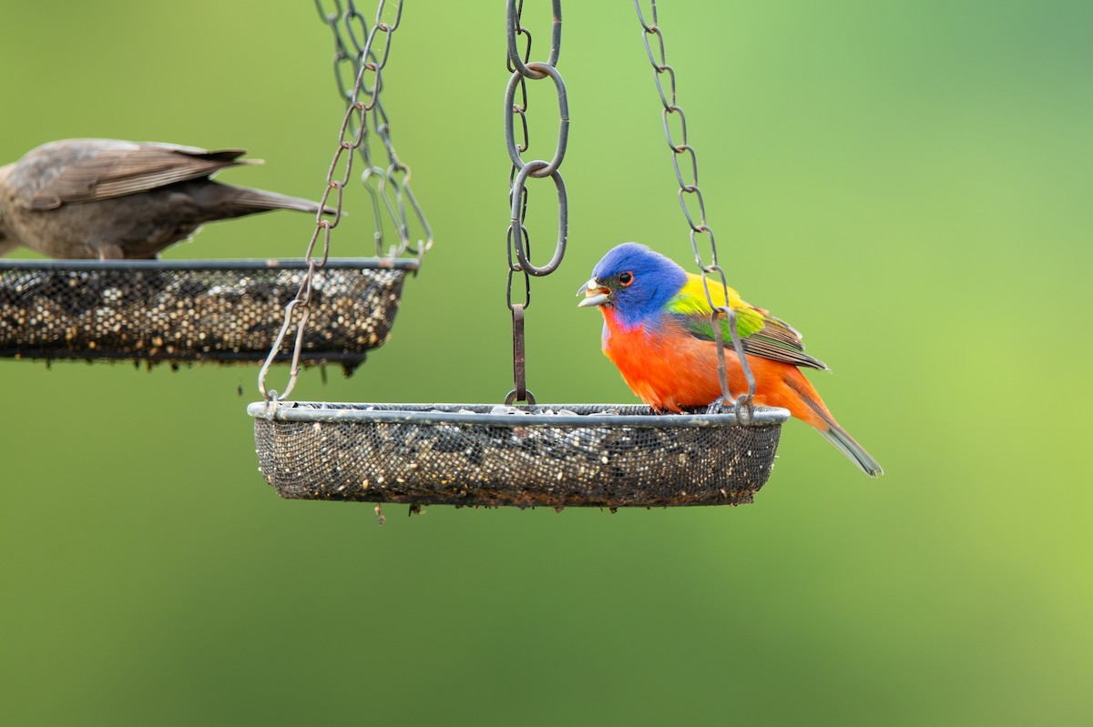 Painted Bunting - ML618986369