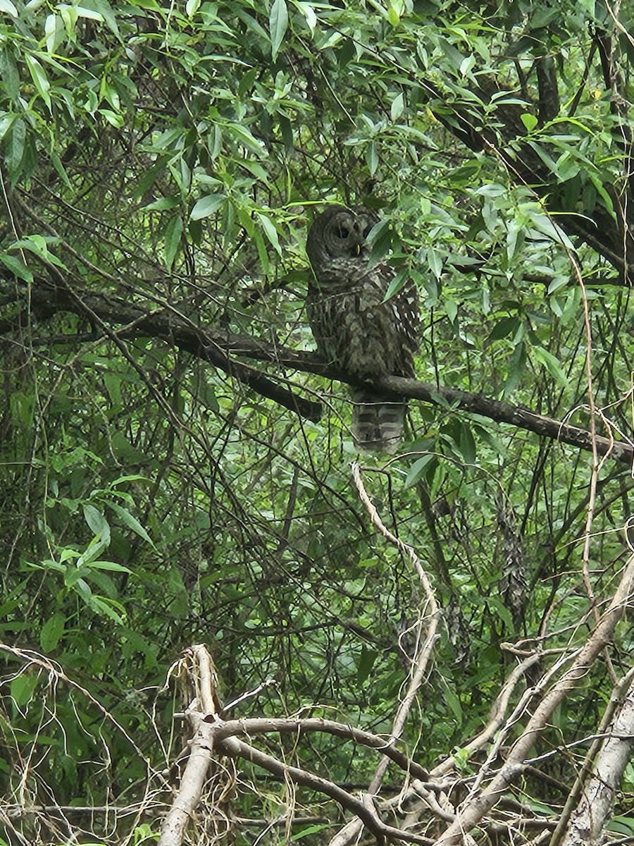Barred Owl - Barby Pearson