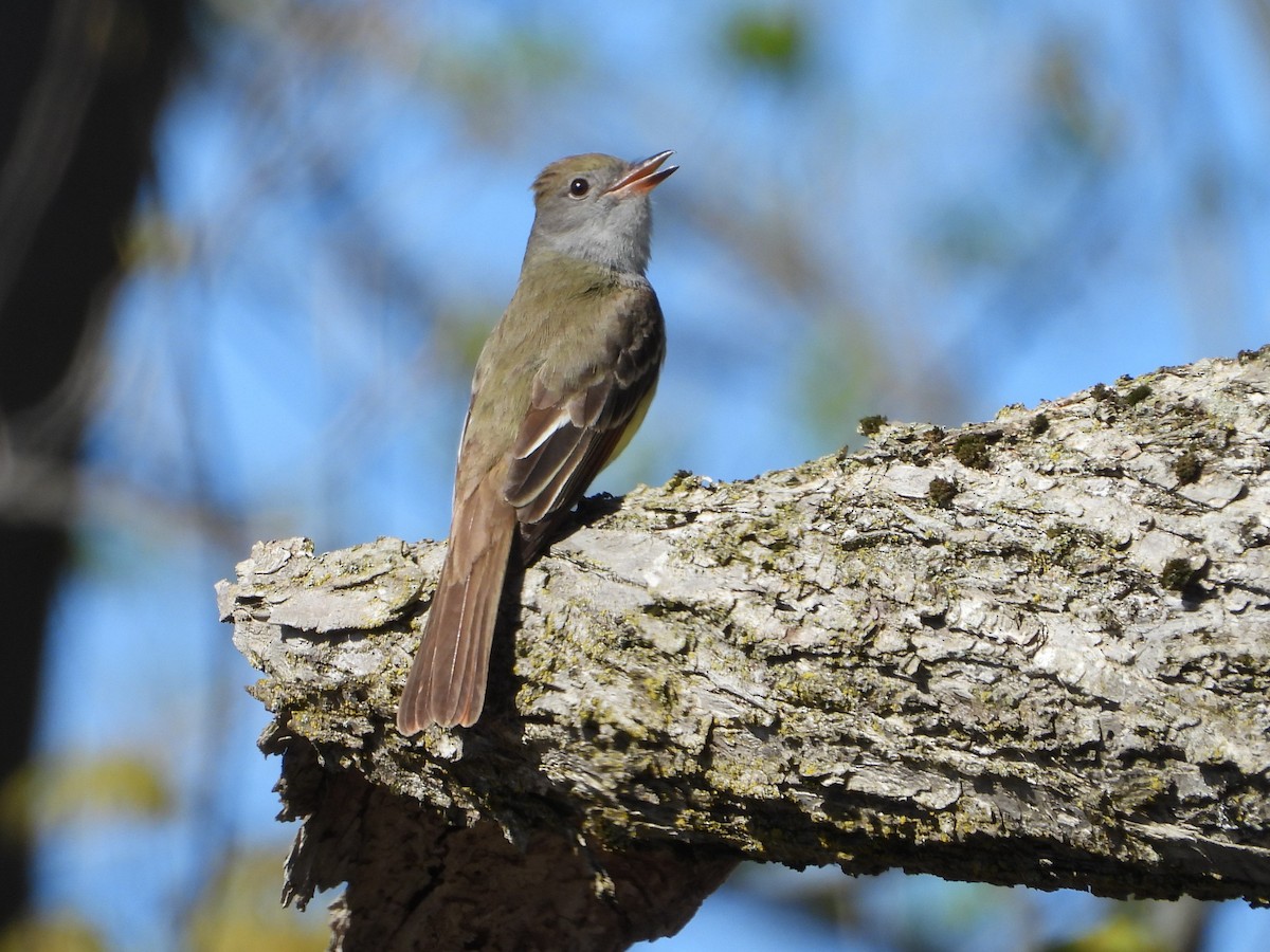 Great Crested Flycatcher - ML618986394