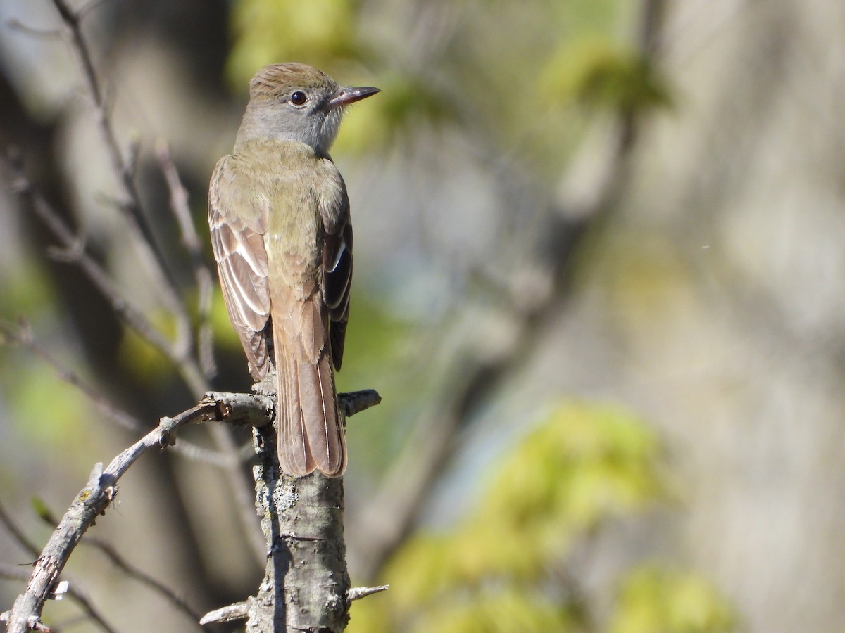 Great Crested Flycatcher - ML618986395