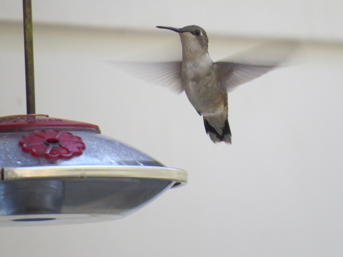 Ruby-throated Hummingbird - ML618986469