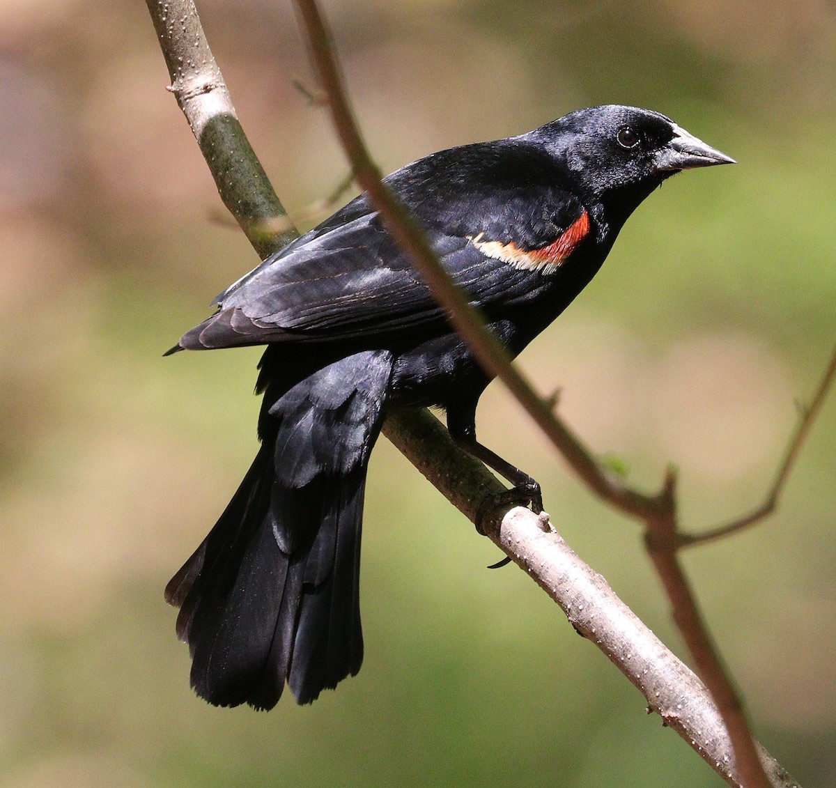 Red-winged Blackbird - David Ramirez