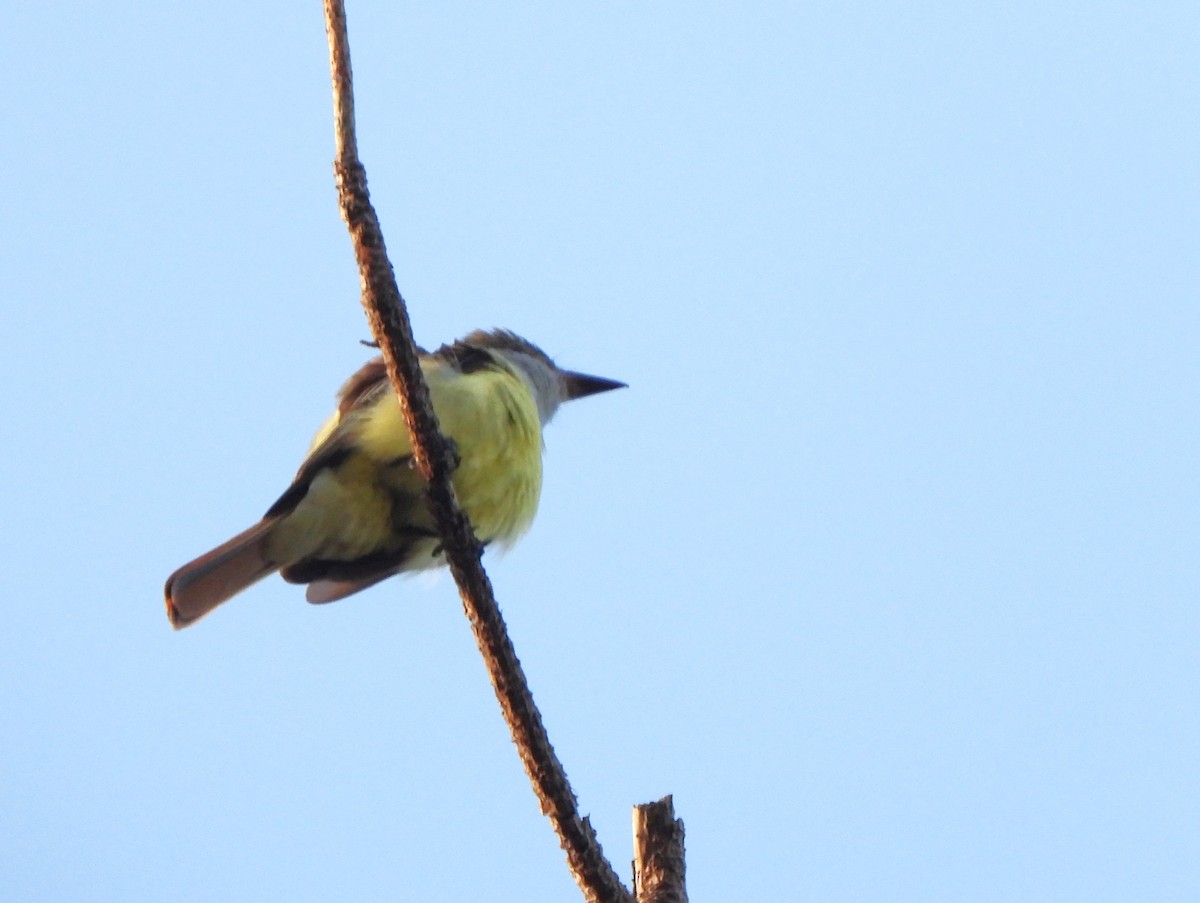 Great Crested Flycatcher - ML618986505