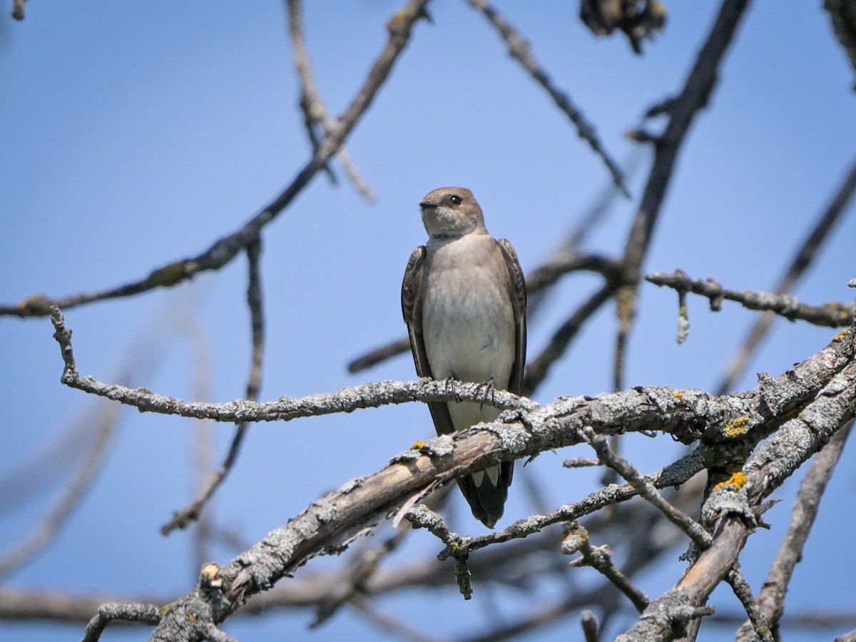 Northern Rough-winged Swallow - ML618986513