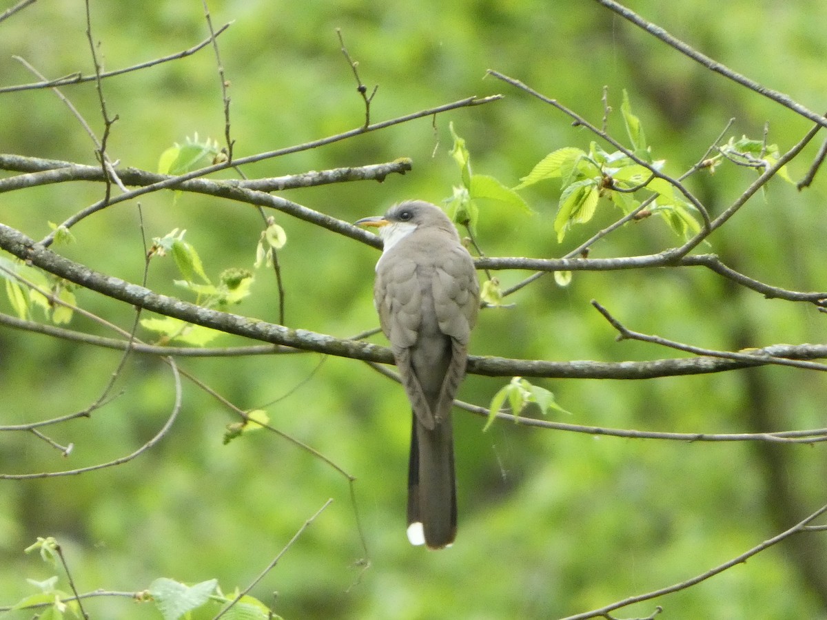 Yellow-billed Cuckoo - Anand Ode