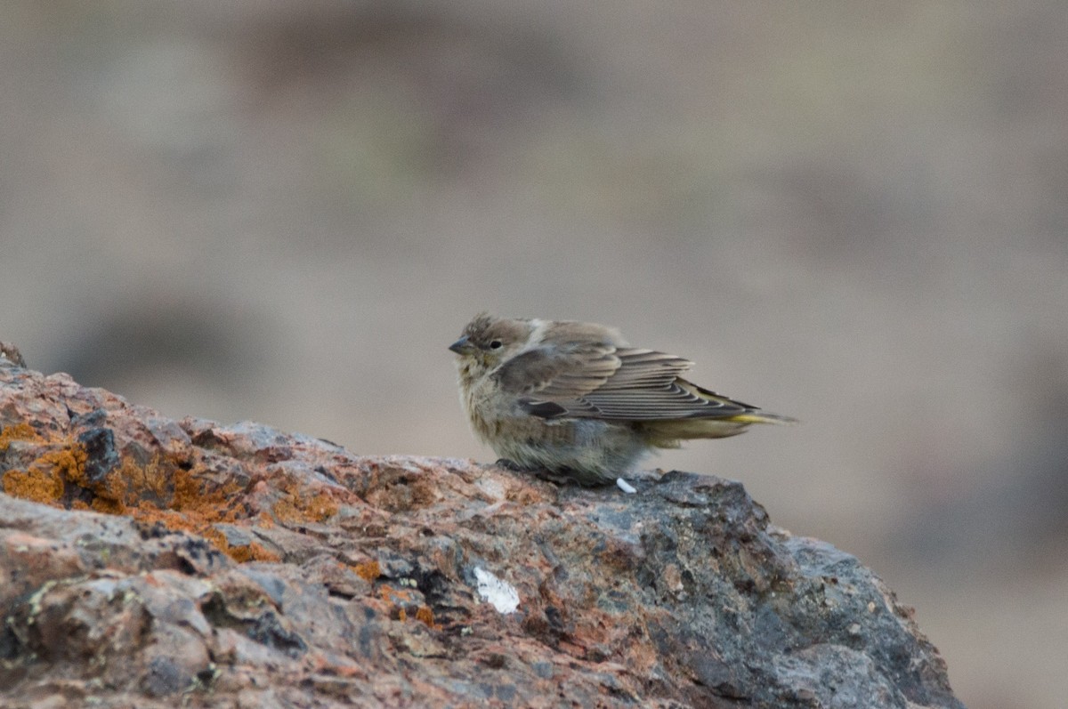 Patagonian Yellow-Finch - ML618986549