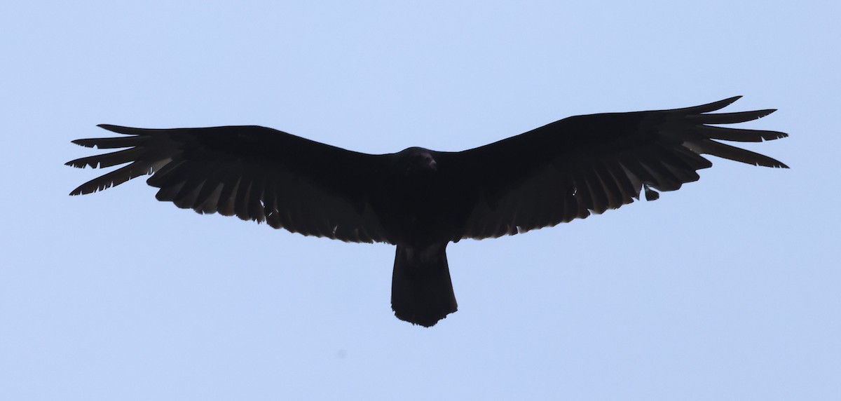 Turkey Vulture (Northern) - ML618986573