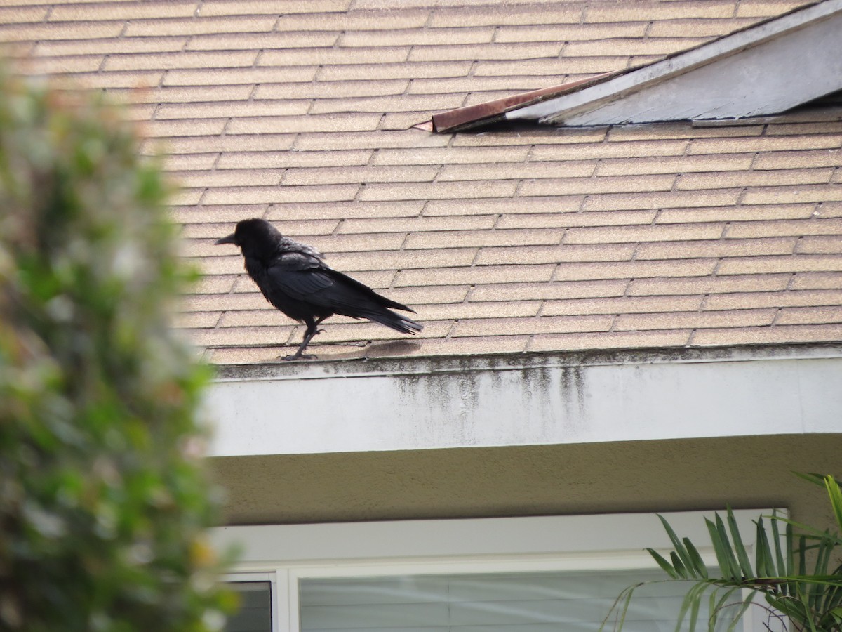 American Crow - O Ravens