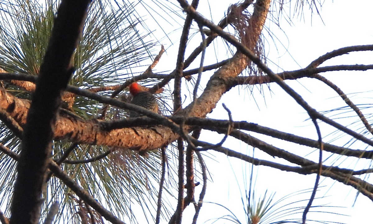 Red-bellied Woodpecker - Lena Hayashi