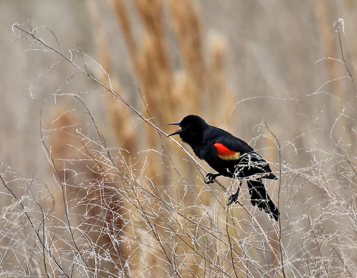 Red-winged Blackbird - Mike Litak