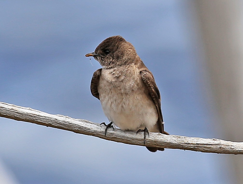 Northern Rough-winged Swallow - ML618986640