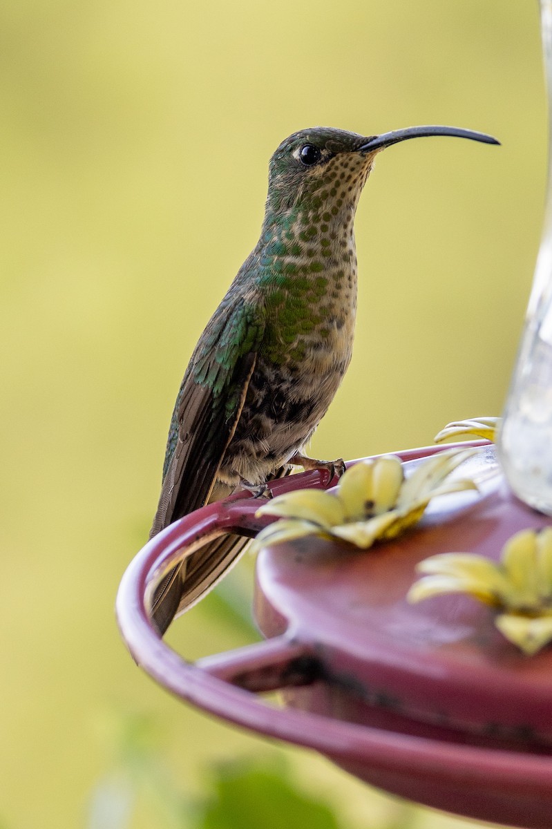 kolibřík aksamitový - ML618986662