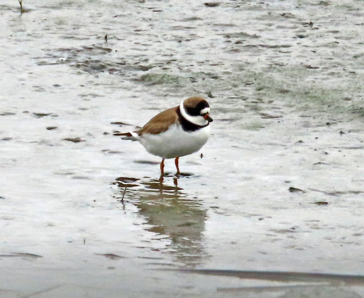 Semipalmated Plover - ML618986691